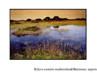 Releve costeiro mediterráneo: marismas: aspecto132
 