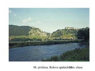 M. arxilosa. Releve apalachense: cluse.33
 