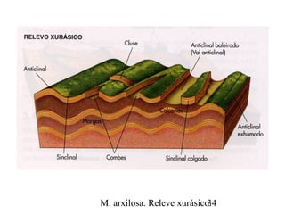 M. arxilosa. Releve xurásico.34
 