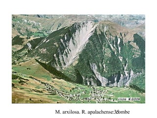 M. arxilosa. R. apalachense: combe35
 