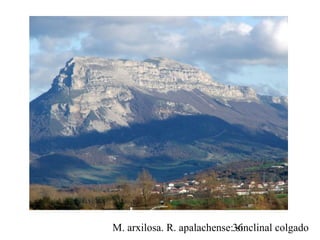 M. arxilosa. R. apalachense: sinclinal colgado36
 