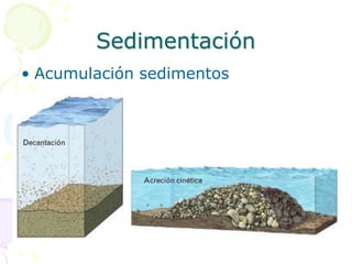 Sedimentación
• Acumulación sedimentos
 