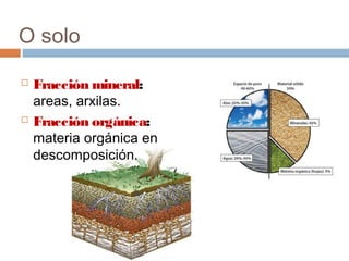 O solo
 Fracción mineral:
areas, arxilas.
 Fracción orgánica:
materia orgánica en
descomposición.
 