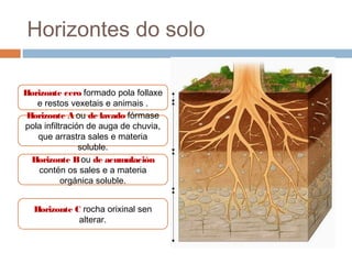 Horizontes do solo
Horizonte cero formado pola follaxe
e restos vexetais e animais .
Horizonte A ou de lavado fórmase
pola infiltración de auga de chuvia,
que arrastra sales e materia
soluble.
Horizonte Bou de acumulación
contén os sales e a materia
orgánica soluble.
Horizonte C rocha orixinal sen
alterar.
 