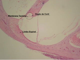 Limbo Espiral Órgão de Corti Membrana Tectória 