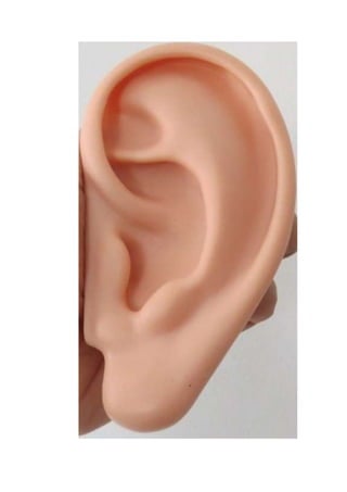 orelha para impressão - acupuntura - auriculo