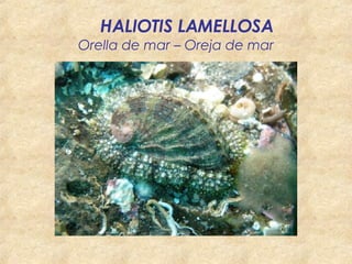       HALIOTIS LAMELLOSA Orella de mar – Oreja de mar 