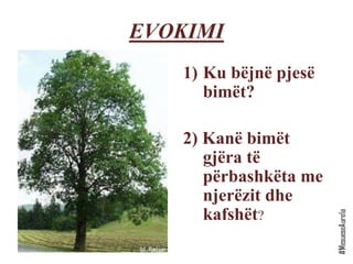 EVOKIMI
1) Ku bëjnë pjesë
bimët?
2) Kanë bimët
gjëra të
përbashkëta me
njerëzit dhe
kafshët?
 
