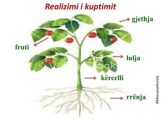 Realizimi i kuptimit Rrënja
rrënja
kërcelli
lulja
gjethja
fruti
#MesueseAurela
 
