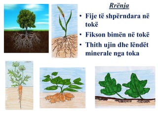 • Fije të shpërndara në
tokë
• Fikson bimën në tokë
• Thith ujin dhe lëndët
minerale nga toka
Rrënja
 