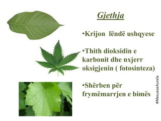 Gjethja
•Krijon lëndë ushqyese
•Thith dioksidin e
karbonit dhe nxjerr
oksigjenin ( fotosinteza)
•Shërben për
frymëmarrjen e bimës
#MesueseAurela
 