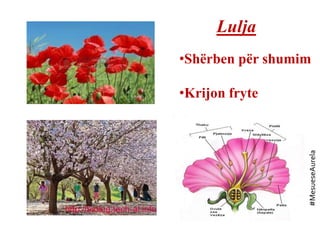 Lulja
•Shërben për shumim
•Krijon fryte
#MesueseAurela
 