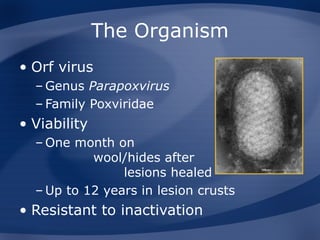 Orph Infection ORF.ppt Zoonotic virus associated with outbreaks | PPT