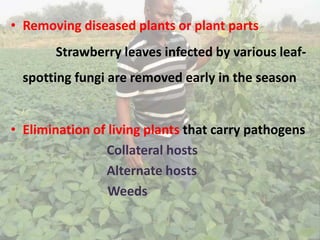 • Removing diseased plants or plant parts
Strawberry leaves infected by various leaf-
spotting fungi are removed early in the season
• Elimination of living plants that carry pathogens
Collateral hosts
Alternate hosts
Weeds
 