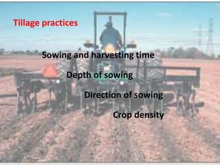 Tillage practices
Sowing and harvesting time
Depth of sowing
Direction of sowing
Crop density
 