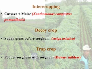 Intercropping
• Cassava + Maize (Xanthomonas campestris
pv.manihotis)
Decoy crop
• Sudan grass before sorghum (striga asiatica)
Trap crop
• Fodder sorghum with sorghum (Downy mildew)
 