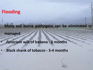 Flooding
Many soil borne pathogens can be eliminated or
managed
• Fusarium wilt of banana - 6 months
• Black shank of tobacco - 3-4 months
 