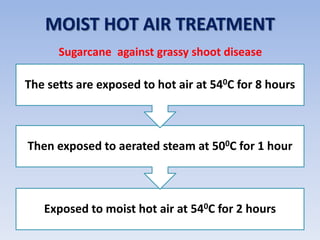 MOIST HOT AIR TREATMENT
Exposed to moist hot air at 540C for 2 hours
Then exposed to aerated steam at 500C for 1 hour
The setts are exposed to hot air at 540C for 8 hours
Sugarcane against grassy shoot disease
 