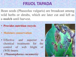 FRIJOL TAPADA
Bean seeds (Phaseolus vulgaris) are broadcast among
wild herbs or shrubs, which are later cut and left as
a mulch until harvest.
• Provides nutrition recycle
• Moisture conservation
• Effective and superior to
chemical treatments for the
control of web blight of
(WB) beans
• (Thanatephorus cucumeris)
 