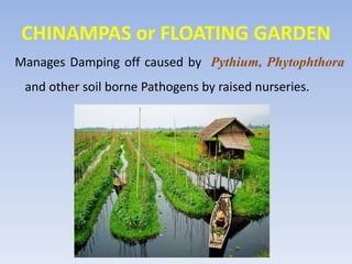 CHINAMPAS or FLOATING GARDEN
Manages Damping off caused by Pythium, Phytophthora
and other soil borne Pathogens by raised nurseries.
 