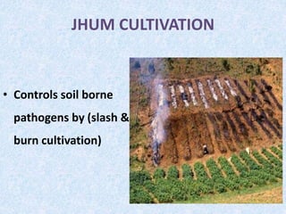 JHUM CULTIVATION
• Controls soil borne
pathogens by (slash &
burn cultivation)
 