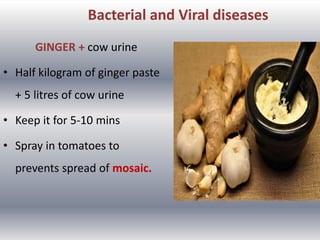 GINGER + cow urine
• Half kilogram of ginger paste
+ 5 litres of cow urine
• Keep it for 5-10 mins
• Spray in tomatoes to
prevents spread of mosaic.
Bacterial and Viral diseases
 