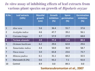 In vitro assay of inhibiting effects of leaf extracts from
various plant species on growth of Bipolaris oryzae
Sl.No Leaf extracts
(10%)
Mycelial
growth
(cm)
Growth
inhibition
(%)
Spore
germination
(%)
Germination
inhibition
(%)
1 Aloe vera 5.6 36.4 55.7 37.6
2 Acalypha indica 4.6 47.7 39.2 56.1
3 Curcuma longa 3.7 57.9 27.9 68.8
4 Nerium oleander 2.0 77.4 17.6 80.3
5 Ocimum basilicum 6.2 29.6 62.8 29.6
6 Tamarindus indica 4.4 50.0 36.9 58.7
7 Vinca rosea 3.0 65.8 23.6 73.7
8 Mimosa pudica 6.1 31.1 60.2 32.5
9 Mancozeb (0.2%) 0.6 93.2 7.1 92.0
10 Control 8.9 0.0 89.3 0.0
Sankarasubramanian et al., 2007
 