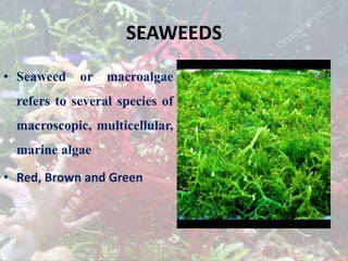 SEAWEEDS
• Seaweed or macroalgae
refers to several species of
macroscopic, multicellular,
marine algae
• Red, Brown and Green
 