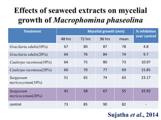 Effects of seaweed extracts on mycelial
growth of Macrophomina phaseolina
Treatment Mycelial growth (mm) % inhibition
over control
48 hrs 72 hrs 96 hrs mean
Gracilaria edulis(10%) 67 80 87 78 4.8
Gracilaria edulis(20%) 64 76 84 74 9.7
Caulerpa racemosa(10%) 64 75 80 73 10.97
Caulerpa racemosa(20%) 60 70 77 69 15.85
Sargassum
myricocystum(10%)
51 65 74 63 23.17
Sargassum
myricocystum(20%)
41 58 67 55 32.92
control 73 85 90 82 -
Sujatha et al., 2014
 