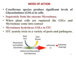 MODE OF ACTION
• Cruciferous species produce significant levels of
Glucosinolates (GSLs) in cells.
• Separately from the enzyme Myrosinase.
• When plant cells are ruptured the GSLs and
Myrosinase come into contact
• Myrosinase hydrolyses GSLs to ITC
• ITC acutely toxic to a variety of pests and pathogens.
47
 