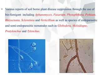 • Various reports of soil borne plant disease suppression through the use of
bio-fumigant including Aphanomyces, Fusarium, Phytophthora, Pythium,
Rhizoctonia, Sclerotinia and Verticillium as well as species of endoparasitic
and semi-endoparasitic nematodes such as Globodera, Meloidogne,
Pratylenchus and Tylenchus.
48
 