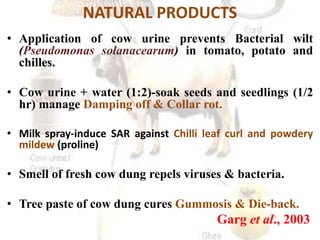 NATURAL PRODUCTS
• Application of cow urine prevents Bacterial wilt
(Pseudomonas solanacearum) in tomato, potato and
chilles.
• Cow urine + water (1:2)-soak seeds and seedlings (1/2
hr) manage Damping off & Collar rot.
• Milk spray-induce SAR against Chilli leaf curl and powdery
mildew (proline)
• Smell of fresh cow dung repels viruses & bacteria.
• Tree paste of cow dung cures Gummosis & Die-back.
Garg et al., 2003
 