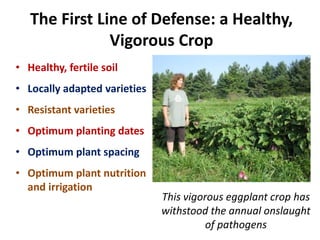 The First Line of Defense: a Healthy,
Vigorous Crop
• Healthy, fertile soil
• Locally adapted varieties
• Resistant varieties
• Optimum planting dates
• Optimum plant spacing
• Optimum plant nutrition
and irrigation
This vigorous eggplant crop has
withstood the annual onslaught
of pathogens
 