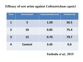 Efficacy of cow urine against Colletotrichum capsici
Sl.no Concentration Colony diameter (cm) Inhibition (%)
1 5 1.50 56.5
2 10 0.85 75.4
3 15 0.70 79.7
4 Control 3.45 0.0
Yashoda et al., 2015
 
