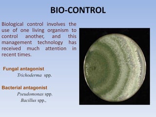 BIO-CONTROL
Biological control involves the
use of one living organism to
control another, and this
management technology has
received much attention in
recent times.
Fungal antagonist
Trichoderma spp.
Bacterial antagonist
Pseudomonas spp.
Bacillus spp.,
 