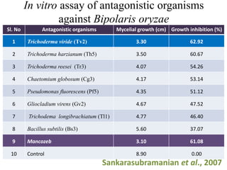In vitro assay of antagonistic organisms
against Bipolaris oryzae
Sl. No Antagonistic organisms Mycelial growth (cm) Growth inhibition (%)
1 Trichoderma viride (Tv2) 3.30 62.92
2 Trichoderma harzianum (Th5) 3.50 60.67
3 Trichoderma reesei (Tr3) 4.07 54.26
4 Chaetomium globosum (Cg3) 4.17 53.14
5 Pseudomonas ﬂuorescens (Pf5) 4.35 51.12
6 Gliocladium virens (Gv2) 4.67 47.52
7 Trichodema longibrachiatum (Tl1) 4.77 46.40
8 Bacillus subtilis (Bs3) 5.60 37.07
9 Mancozeb 3.10 61.08
10 Control 8.90 0.00
Sankarasubramanian et al., 2007
 
