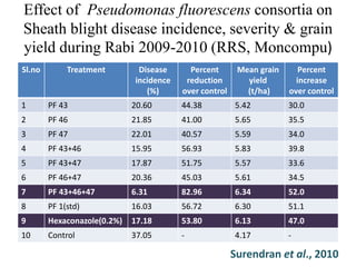 Effect of Pseudomonas fluorescens consortia on
Sheath blight disease incidence, severity & grain
yield during Rabi 2009-2010 (RRS, Moncompu)
Sl.no Treatment Disease
incidence
(%)
Percent
reduction
over control
Mean grain
yield
(t/ha)
Percent
increase
over control
1 PF 43 20.60 44.38 5.42 30.0
2 PF 46 21.85 41.00 5.65 35.5
3 PF 47 22.01 40.57 5.59 34.0
4 PF 43+46 15.95 56.93 5.83 39.8
5 PF 43+47 17.87 51.75 5.57 33.6
6 PF 46+47 20.36 45.03 5.61 34.5
7 PF 43+46+47 6.31 82.96 6.34 52.0
8 PF 1(std) 16.03 56.72 6.30 51.1
9 Hexaconazole(0.2%) 17.18 53.80 6.13 47.0
10 Control 37.05 - 4.17 -
Surendran et al., 2010
 