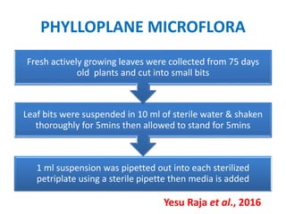 PHYLLOPLANE MICROFLORA
1 ml suspension was pipetted out into each sterilized
petriplate using a sterile pipette then media is added
Leaf bits were suspended in 10 ml of sterile water & shaken
thoroughly for 5mins then allowed to stand for 5mins
Fresh actively growing leaves were collected from 75 days
old plants and cut into small bits
Yesu Raja et al., 2016
 