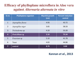Efficacy of phylloplane microflora in Aloe vera
against Alternaria alternata in vitro
Sl.no Phylloplane organism Mycelial growth
(cm)
Percent reduction
control
1 Aspergillus flavus 4.93 43.72
2 Aspergillus niger 3.65 58.33
3 Trichoderma sp 4.10 53.20
4 Penicillium sp 2.16 75.34
5 Fusarium sp 5.10 41.78
6 Yeast 4.83 44.86
7 control 8.76 0.00
Kannan et al., 2013
 