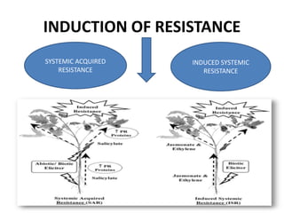 INDUCTION OF RESISTANCE
SYSTEMIC ACQUIRED
RESISTANCE
INDUCED SYSTEMIC
RESISTANCE
 