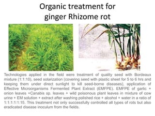Organic treatment for
ginger Rhizome rot
Technologies applied in the field were treatment of quality seed with Bordeaux
mixture (1:1:10), seed solarization (covering seed with plastic sheet for 5 to 6 hrs and
keeping them under direct sunlight to kill seed-borne diseases), application of
Effective Microorganisms Fermented Plant Extract (EMFPE). EMFPE of garlic +
onion leaves +Canabis sp. leaves + wild poisonous plant leaves in mixture of cow
urine + EM solution + extract after washing polished rice + alcohol + water in a ratio of
1:1:1:1:1:15. This treatment not only successfully controlled all types of rots but also
eradicated disease inoculum from the fields.
 
