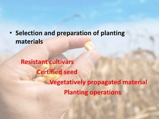 • Selection and preparation of planting
materials
Resistant cultivars
Certified seed
Vegetatively propagated material
Planting operations
 