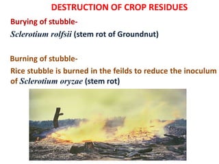 DESTRUCTION OF CROP RESIDUES
Burying of stubble-
Sclerotium rolfsii (stem rot of Groundnut)
Burning of stubble-
Rice stubble is burned in the feilds to reduce the inoculum
of Sclerotium oryzae (stem rot)
 