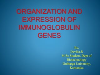 ORGANIZATION AND
EXPRESSION OF
IMMUNOGLOBULIN
GENES
By,
Devika.R
M Sc Student, Dept of
Biotechnology
Gulbarga University,
Karnataka
 