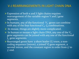 Vj Rearrangement Organization and expression of Ig genes | PPTX