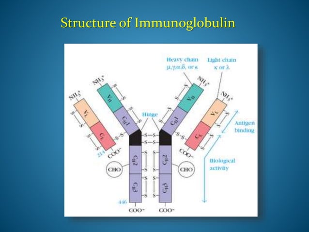 Basic Structure Ig Organization and expression of Ig genes | PPTX