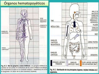 Órganos hematopoyéticos 