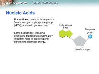 Lesson Overview         Carbon Compounds


  Nucleic Acids
       Nucleotides consist of three parts: a
       5-carbon sugar, a phosphate group
       (–PO4), and a nitrogenous base.


       Some nucleotides, including
       adenosine triphosphate (ATP), play
       important roles in capturing and
       transferring chemical energy.
 