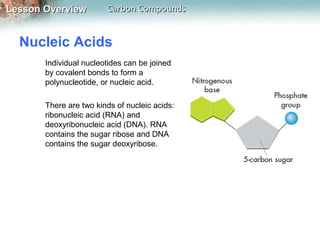 Lesson Overview         Carbon Compounds


  Nucleic Acids
       Individual nucleotides can be joined
       by covalent bonds to form a
       polynucleotide, or nucleic acid.

       There are two kinds of nucleic acids:
       ribonucleic acid (RNA) and
       deoxyribonucleic acid (DNA). RNA
       contains the sugar ribose and DNA
       contains the sugar deoxyribose.
 