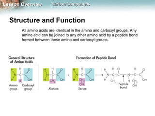 Lesson Overview         Carbon Compounds


  Structure and Function
       All amino acids are identical in the amino and carboxyl groups. Any
       amino acid can be joined to any other amino acid by a peptide bond
       formed between these amino and carboxyl groups.
 